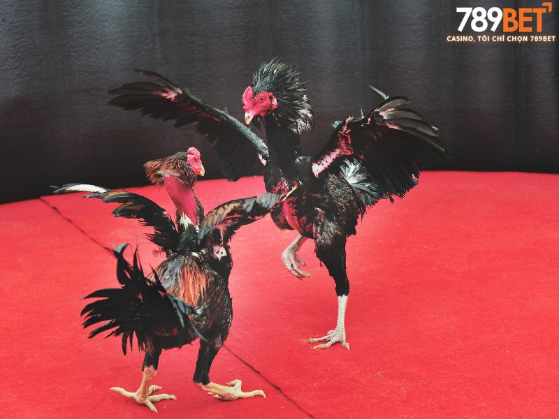 Bí kíp soi kèo đá gà cựa sắt chuẩn xác tại Thomo