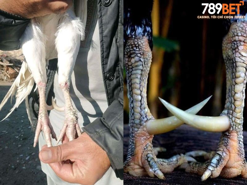 Bí kíp xem vảy và chọn chân gà đòn bất bại