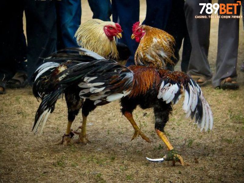 Đặc điểm của những dòng gà chuyên đá gà cựa sắt