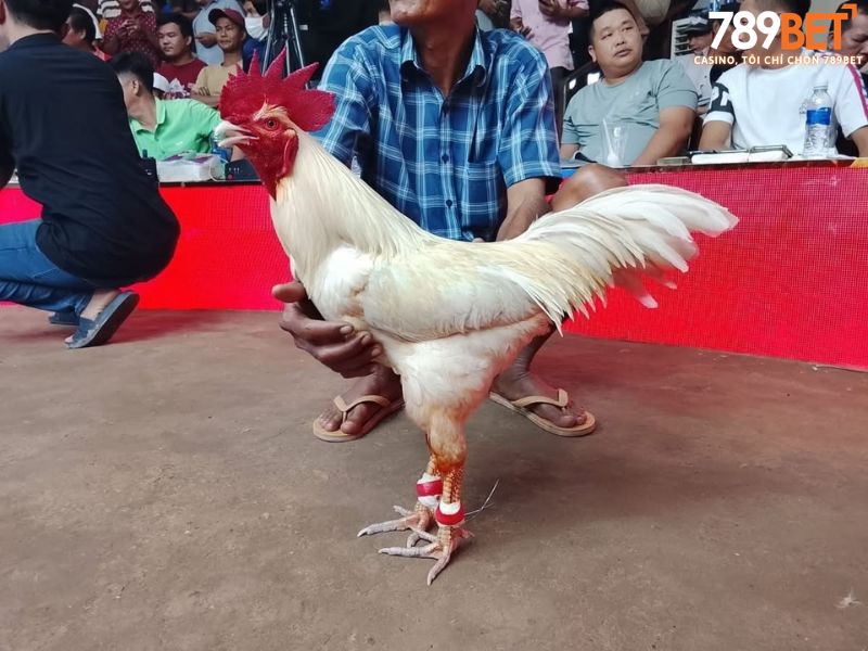 Kinh nghiệm quản lý vốn và soi kèo đá gà đòn hiệu quả